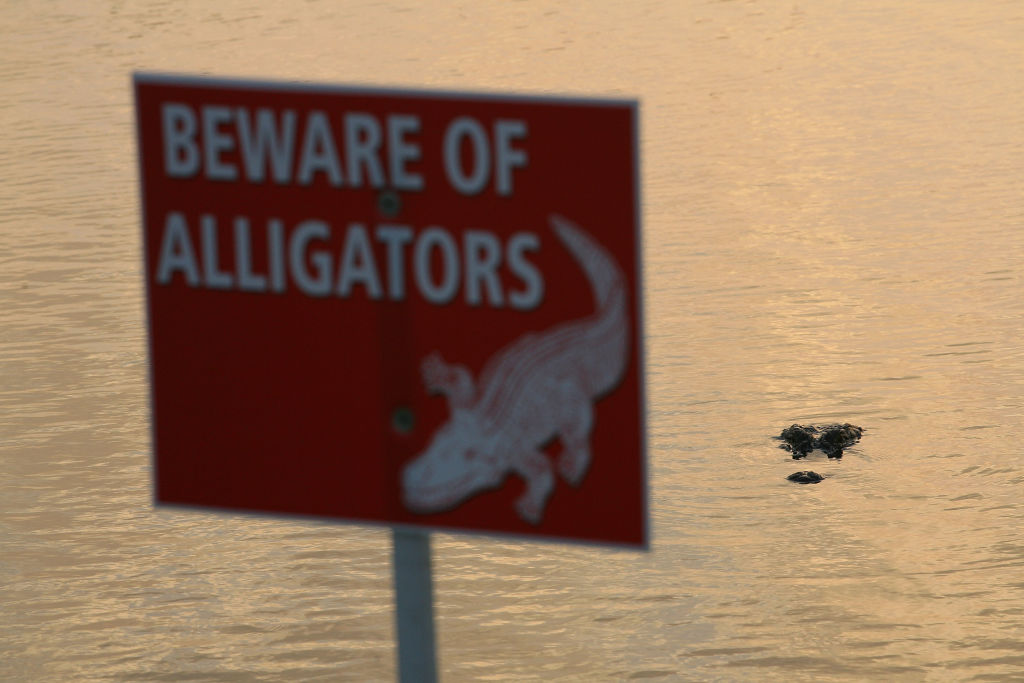 Video: Alligator Persiguiendo Carrito De Golf En Florida